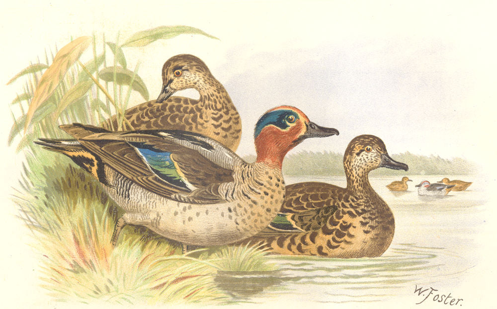 INDIAN GAME BIRDS. Common Teal (Querquedula Crecca). Chromolithograph. FINN 1915